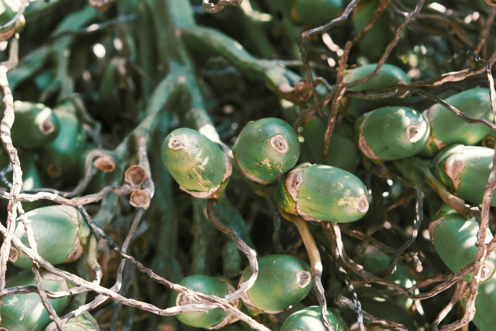 a bunch of green beans hanging from a tree